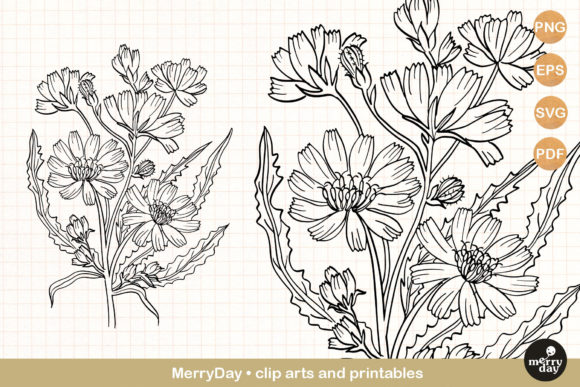 Download Chicory Summer Flower Clip Art Svg - Summer Collection